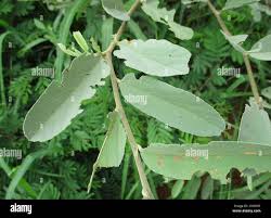 Image result for Grewia flava