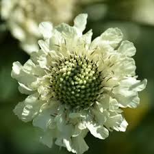 Image result for Cephalaria pungens