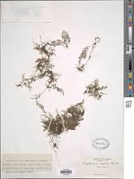 Image result for Athyrium schimperi