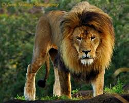 Read books wildlife coloring book forest elephants giraffes african big cats and more natures. Picture This August 2011 Archives Lions Photos Lions Male Lion