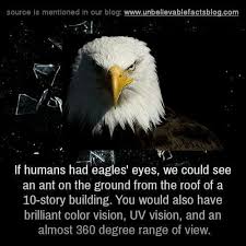 Most eagles have excellent vision. Survive Thrive Inspire Lyao Blessed Be Unbelievable Facts Bald Eagle Facts