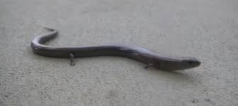 These diminutive snakes seldom grow longer than 12 inches. Small Yellow Bellied Lizard Mapio Net