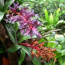 Pin By Karri Alba On Rainforest Rainforest Plants Rainforest Animals Plants