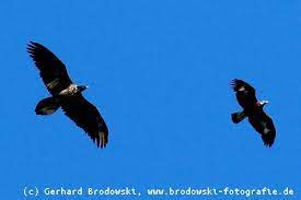 Seit einem erfolgreichen wiederansiedlungsprojekt haben bartgeier schon mehrere jahre im martelltal gebrütet. Bartgeier Steckbrief Verbreitung Brutzeit Lebensraum Bilder Referat