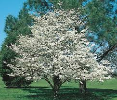 While pretty to look at, the flowering dogwood. 0pbjhizhbmfycm