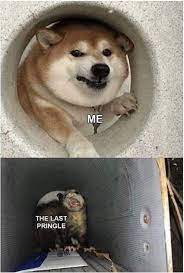 Newest Hilarious Dog Memes 30 In 2020 Funny Dog Memes Funny Animal Memes Funny Relatable Memes
