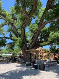 Mossy oaks, palm trees, scrub oaks and more. The Old Senator Tree St Augustine 2021 All You Need To Know Before You Go With Photos Tripadvisor