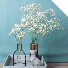 However, there are also some other colors in which we can find the baby's breath flower. Million Star Baby S Breath And Other Gypsophila Holex Wholesale