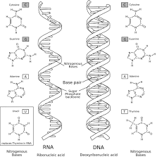 These coils form a complex double helix carrying genetic instructions for the development, functioning. Dna Vs Rna Difference And Comparison Diffen