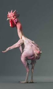 Hairless Chicken Tim Flach More Than Human Hairless Animals Funny Animals Chicken Pictures