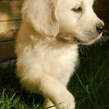 My dog's front legs are limping