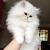 White Fluffy Cat Breeds