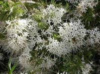 Image result for Pavetta zeyheri