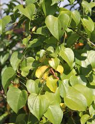 Image result for Dioscorea cotinifolia