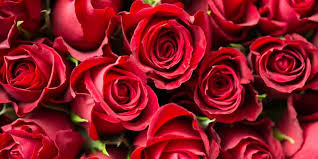 Image result for free images of valentines day