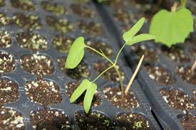 Image result for Ipomoea rubens