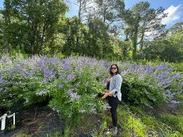 Image result for Vitex strickeri