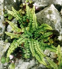 Image result for Asplenium linckii