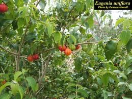 The surinam cherry is a bush or small tree to 25ft in height. Plant Details Flip