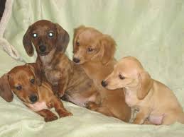Maybe you would like to learn more about one of these? Dachshund Puppies Akc For Sale In Phoenix Arizona Classified Americanlisted Com