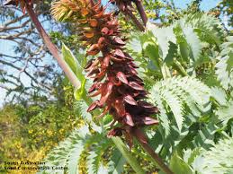 Image result for Melianthaceae