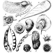 Image result for Centrolobium robustum