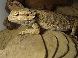 Bearded dragon terrarium design ideas. Bearded Dragon Terrarium Furniture Plants Decor Lizard Care Guide