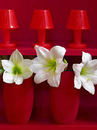 Check spelling or type a new query. Forcing Amaryllis Bulbs For Winter Blooms With Dutchgrown Bulb Giveaway 3 Winners Raise Your Garden