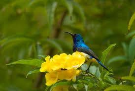 Persebaran flora dan fauna ini memang dipengaruhi letak geografis serta faktor lain seperti bentang alam dan sejarah. Yuk Lihat Pameran Flora Fauna Surabaya Bintang Pos
