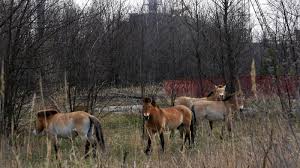 Rund um die sperrzone von tschernobyl leben nach der atomkatastrophe heute noch viele tiere, wie wölfe, elche und rehe. Tschernobyl Heute Atomkraft Technik Planet Wissen
