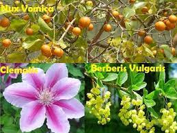 Nux Vomica Clematis And Berberis Vulgaris Homeopathic Remedies Homeopathic Remedies