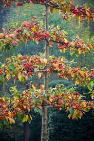 Fruit trees have been our fruitful joy since 1980 when we first started selling them at our local markets. Arne S Journal Arne Maynard Garden Design Espalier Fruit Trees Fruit Trees Crabapple Tree