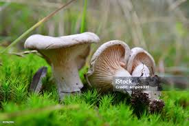 Image result for Clitopilus prunulus