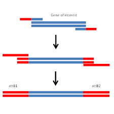 Pcr has many uses, diagnostic, forensics, cloning, and more. Preparing Gene Of Interest For Gateway Cloning 2 Step Pcr Process
