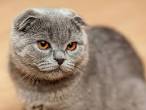 Domestic short-haired cat - Wikipedia