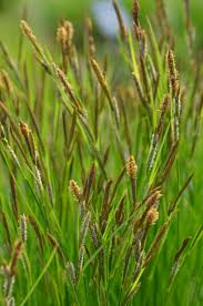 Image result for Sebaea sedoides