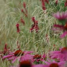 Koeber Landschaftsarchitektur Trockengarten Garten Garten Gestalten