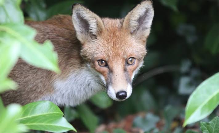 History of Fox Hunting - Save Me Trust