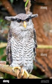 Image result for Bubo