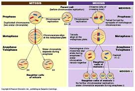 Difference Between Mitosis And Meiosis Mitosis Meiosis Mitosis Vs Meiosis