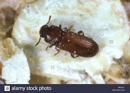 Tribolium Banque D Image Et Photos Alamy