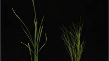 Image result for Oryza longistaminata