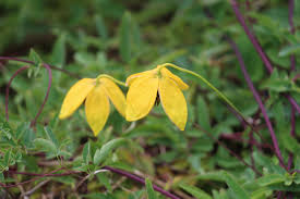 1 1 ⁄ 2 to 4 in. Clematis Tangutica Mark Mcnee