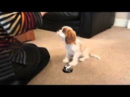 Redford Our Cavalier Puppy Trick Training At 16 Weeks Old Youtube King Charles Cavalier Spaniel Puppy Cavalier King Charles Cavalier Puppy