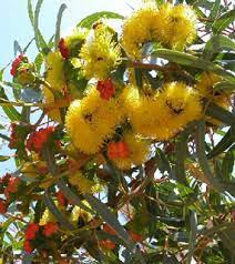 We did not find results for: Illyarrie Red Capped Gum Helmet Nut Gum Introduce