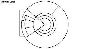 Cell Cycle Diagram Student Handout By Jeremy Mohn Tpt