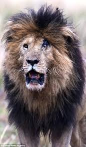 Pictures and info on him always welcome !!! Did Scar Have A Wife In The Lion King Quora