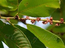 Image result for Bridelia