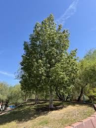 Image result for Brachychiton populneus