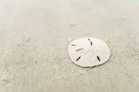 Even though they have entire oceans at their (virtual) fingertips, they tend to stick together in packed crowds. Sand Dollars Jekyll Island Georgia Vacation Conservation And Education Destination